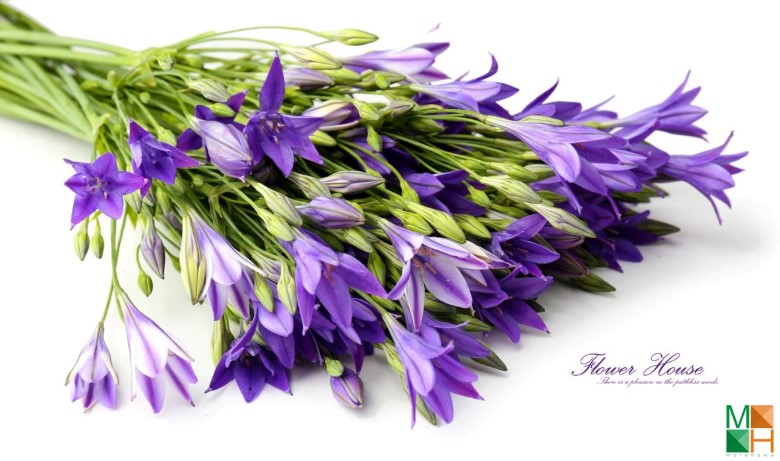 Tranh dán tường hoa lavender tại Chương Dương Độ, Hoàn Kiếm, Hà Nội FW - 315 Tranh dán tường hoa lavender tại Chương Dương Độ, Hoàn Kiếm, Hà Nội FW - 315